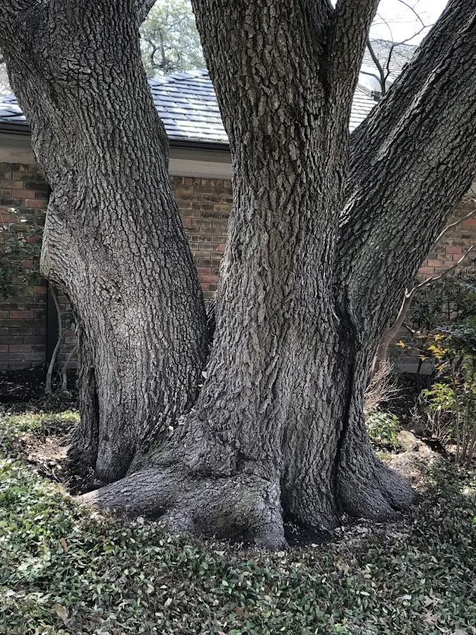 Mature heritage tree close to a Congers property cared for by certified arborists